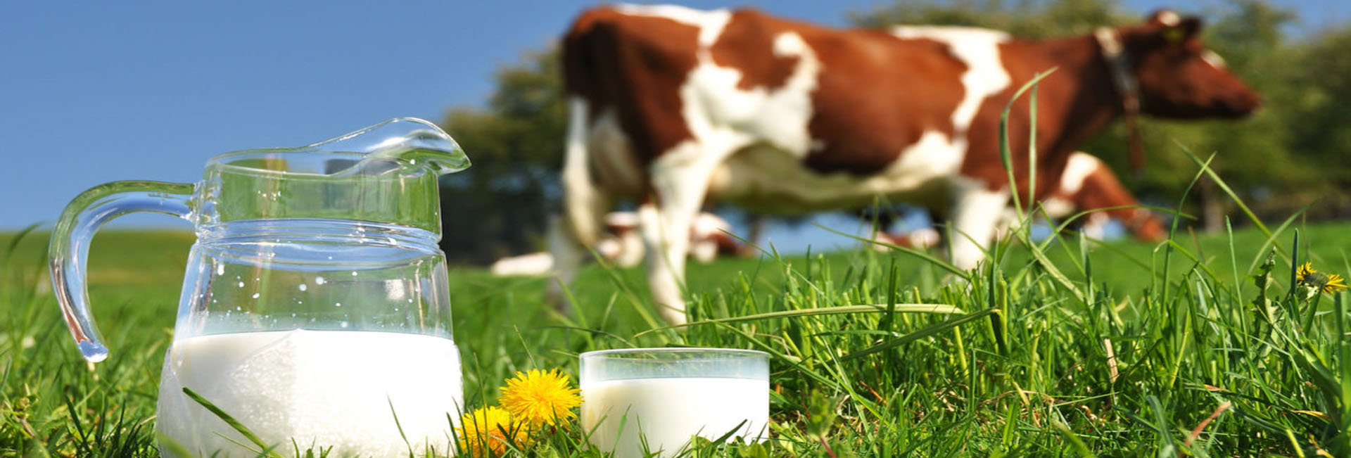 Wholesome Meal for Cows